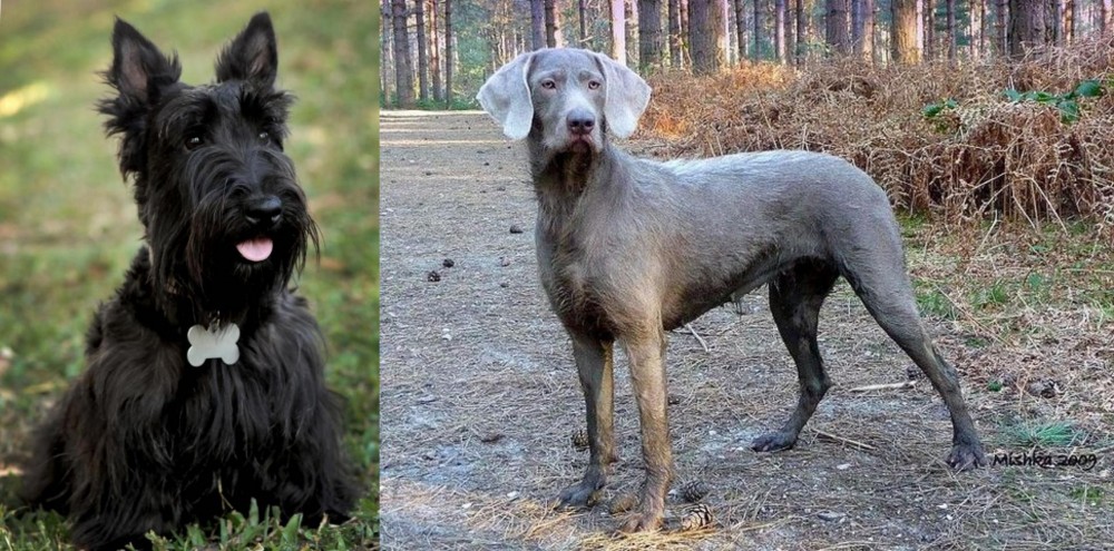 Slovensky Hrubosrsty Stavac vs Scoland Terrier - Breed Comparison