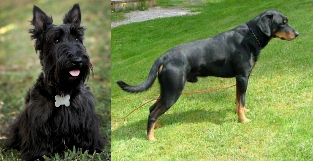 Smalandsstovare vs Scoland Terrier - Breed Comparison