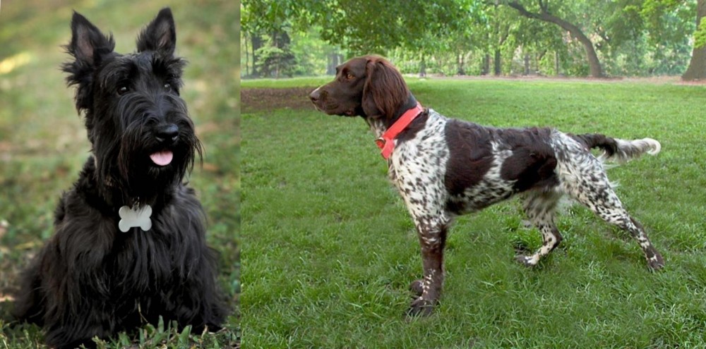 Small Munsterlander vs Scoland Terrier - Breed Comparison
