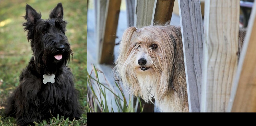 Smithfield vs Scoland Terrier - Breed Comparison