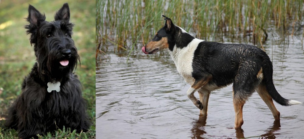 Smooth Collie vs Scoland Terrier - Breed Comparison