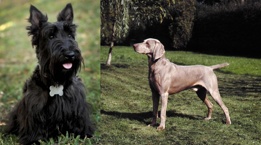 Smooth Haired Weimaraner vs Scoland Terrier - Breed Comparison