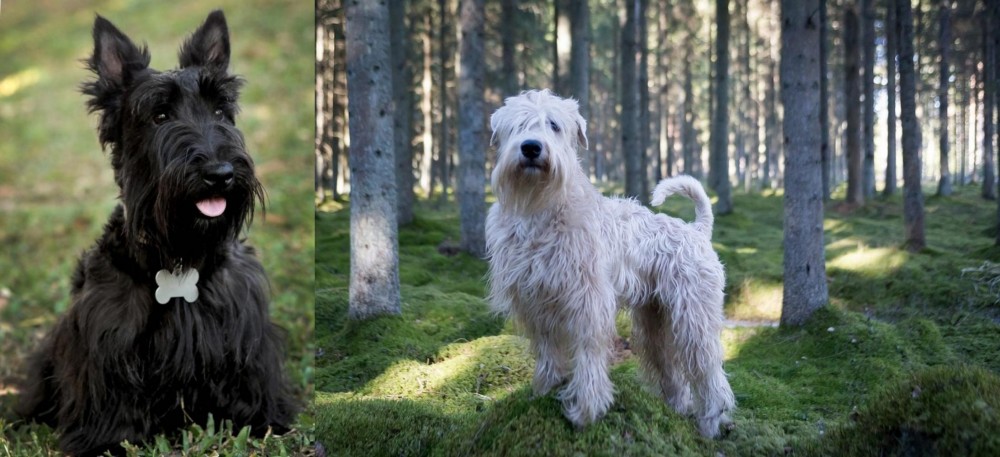 Soft-Coated Wheaten Terrier vs Scoland Terrier - Breed Comparison