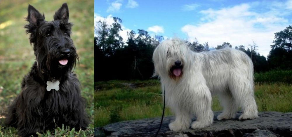 South Russian Ovcharka vs Scoland Terrier - Breed Comparison