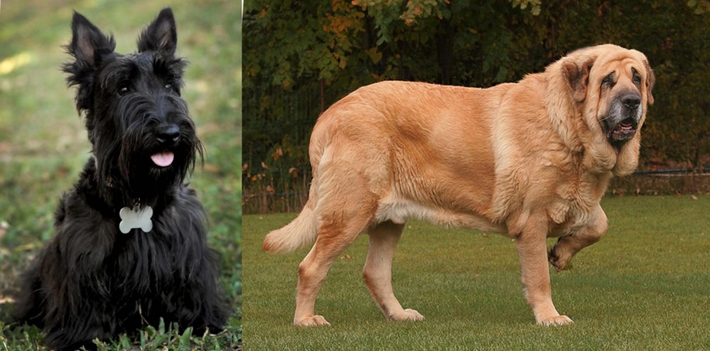 Spanish Mastiff vs Scoland Terrier - Breed Comparison