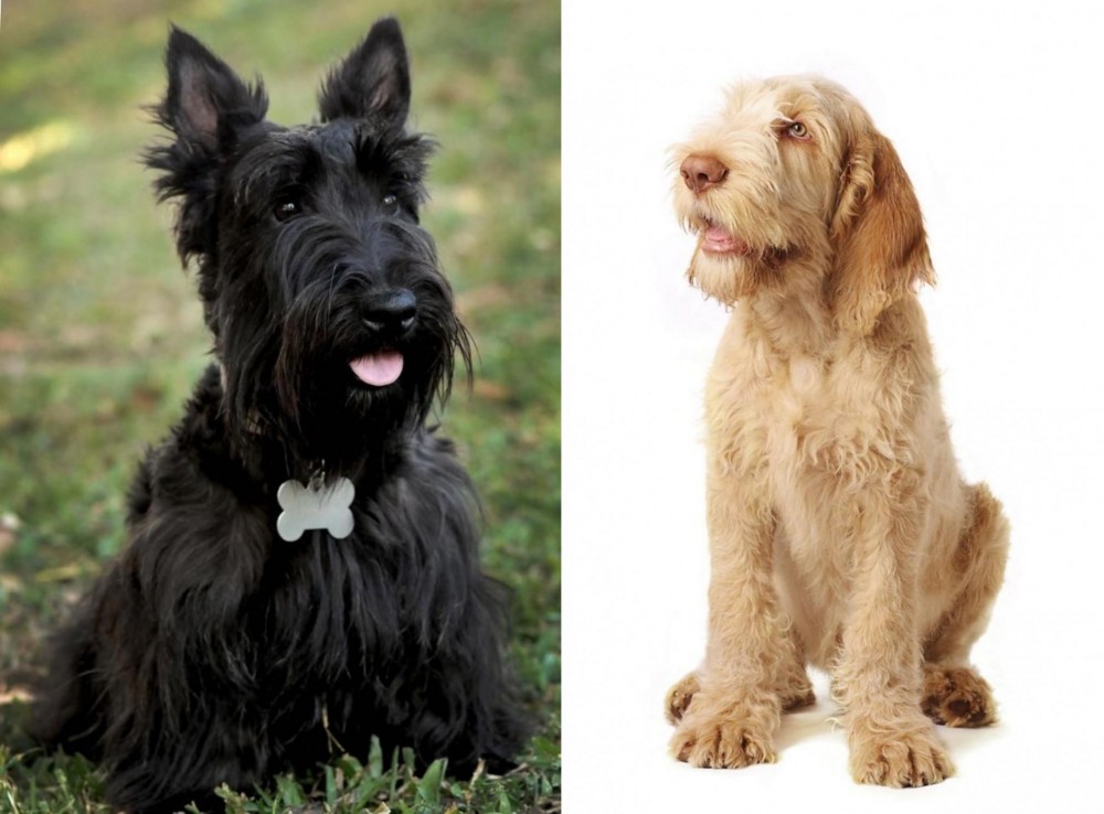 Spinone Italiano vs Scoland Terrier - Breed Comparison