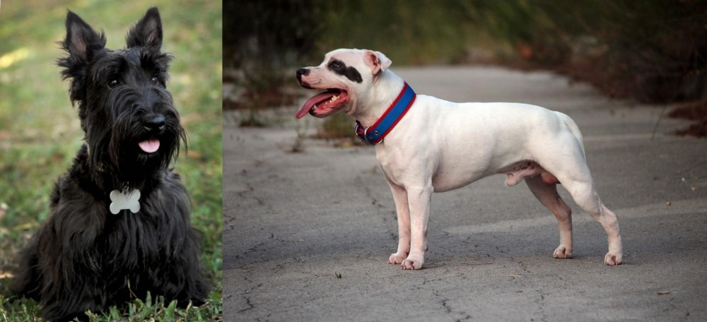 Staffordshire Bull Terrier vs Scoland Terrier - Breed Comparison