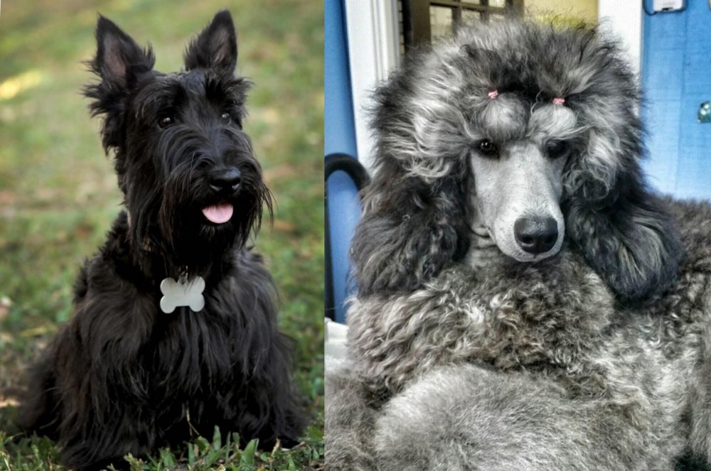 Standard Poodle vs Scoland Terrier - Breed Comparison
