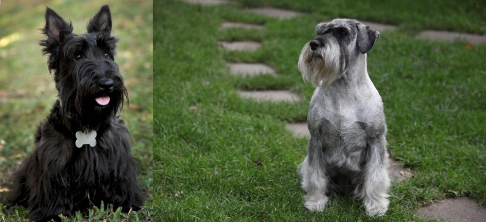 Standard Schnauzer vs Scoland Terrier - Breed Comparison