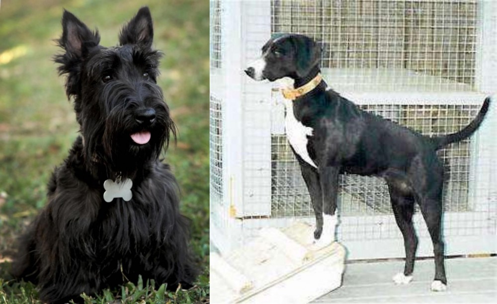 Stephens Stock vs Scoland Terrier - Breed Comparison