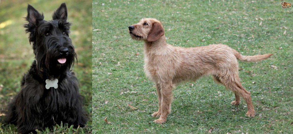 Styrian Coarse Haired Hound vs Scoland Terrier - Breed Comparison