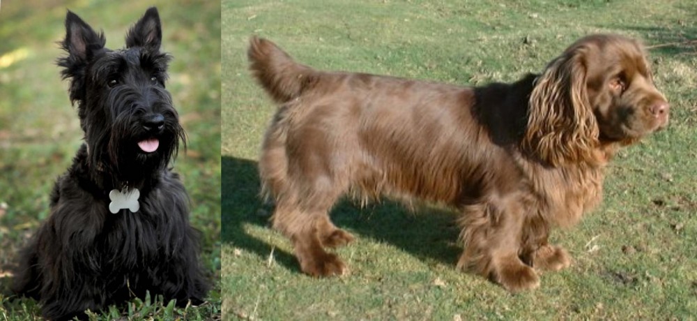 Sussex Spaniel vs Scoland Terrier - Breed Comparison