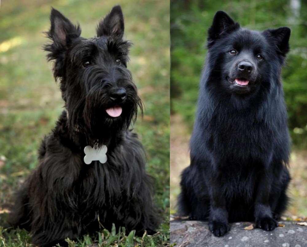 Swedish Lapphund vs Scoland Terrier - Breed Comparison