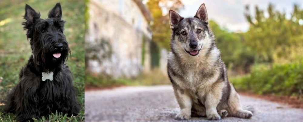 Swedish Vallhund vs Scoland Terrier - Breed Comparison