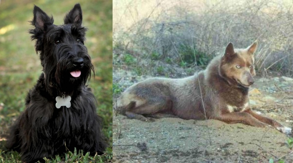 Tahltan Bear Dog vs Scoland Terrier - Breed Comparison