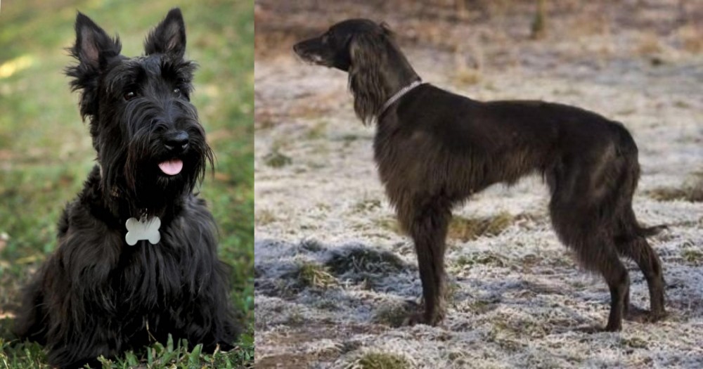 Taigan vs Scoland Terrier - Breed Comparison