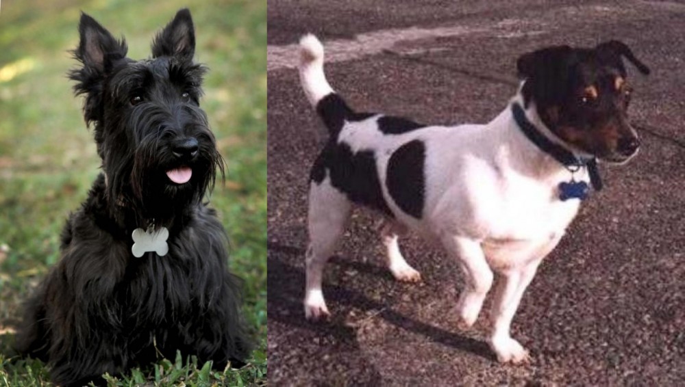 Teddy Roosevelt Terrier vs Scoland Terrier - Breed Comparison