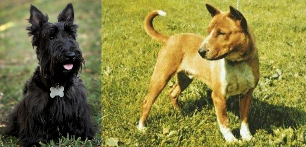 Telomian vs Scoland Terrier - Breed Comparison