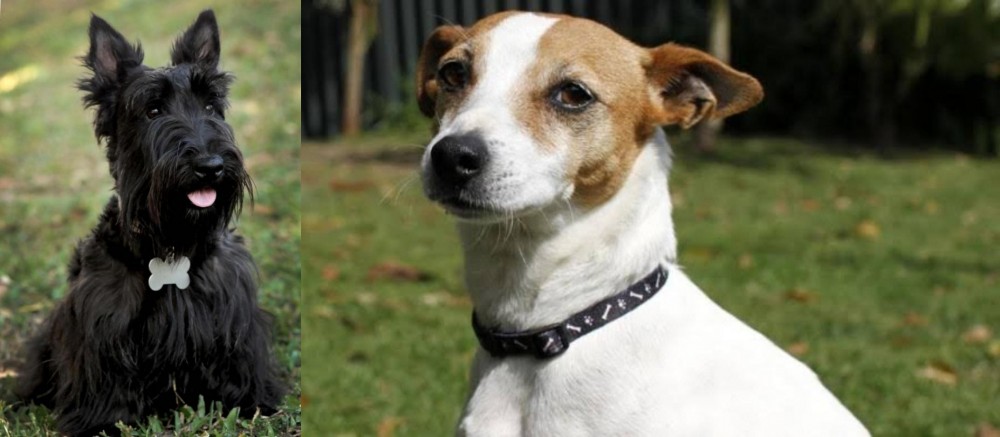 Tenterfield Terrier vs Scoland Terrier - Breed Comparison