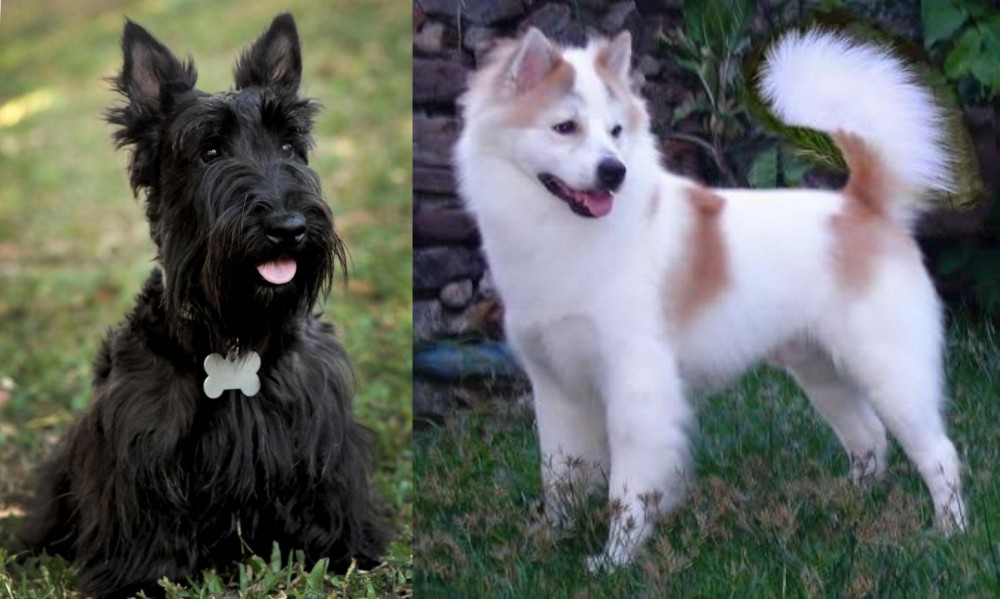 Thai Bangkaew vs Scoland Terrier - Breed Comparison