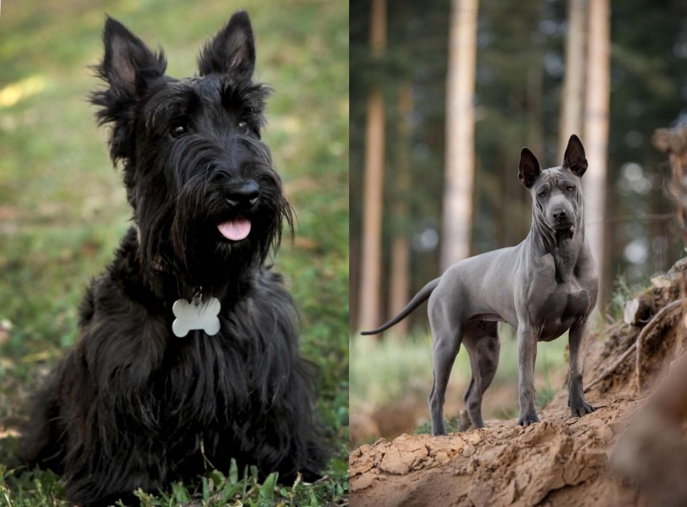 Thai Ridgeback vs Scoland Terrier - Breed Comparison