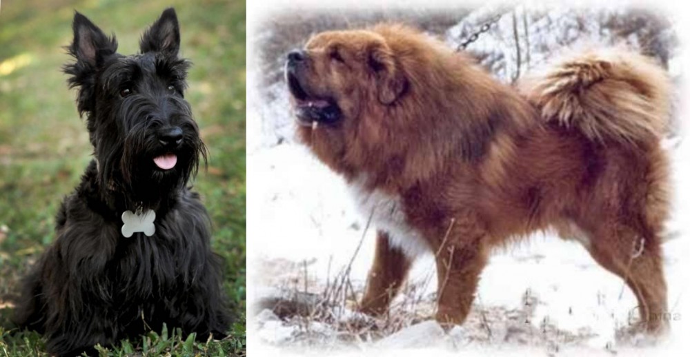 Tibetan Kyi Apso vs Scoland Terrier - Breed Comparison
