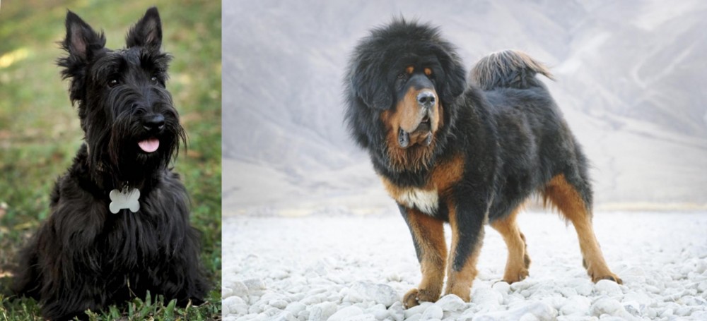 Tibetan Mastiff vs Scoland Terrier - Breed Comparison