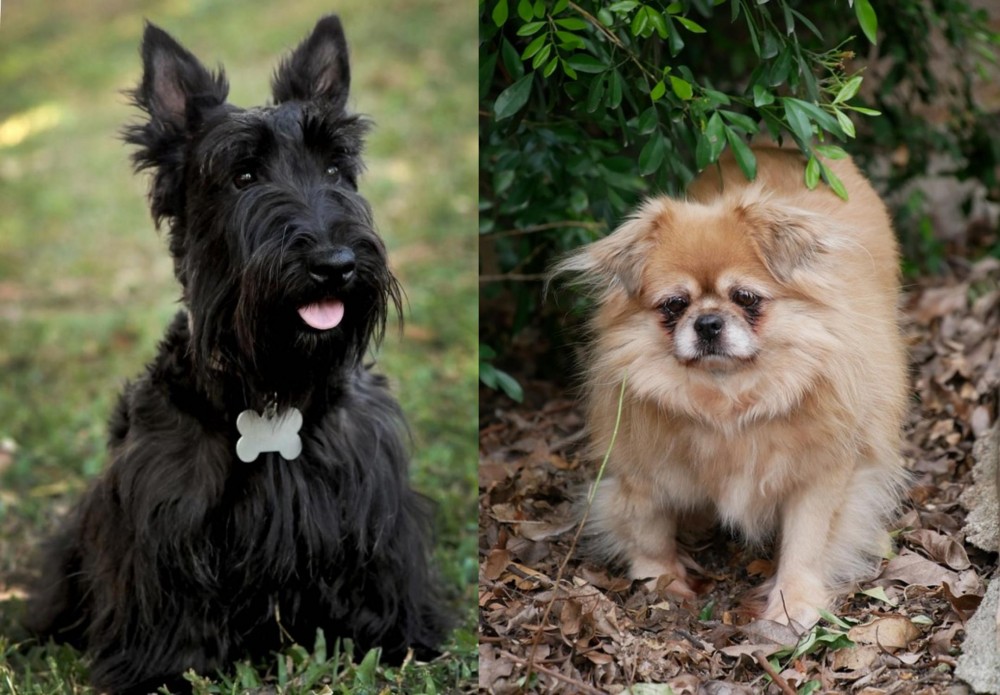 Tibetan Spaniel vs Scoland Terrier - Breed Comparison