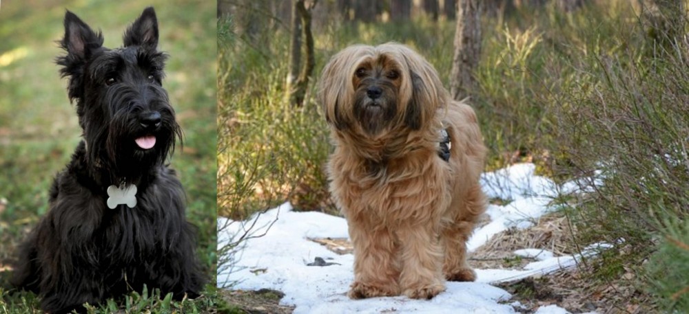 Tibetan Terrier vs Scoland Terrier - Breed Comparison