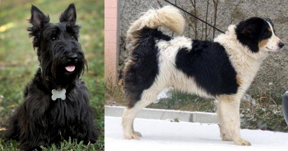 Tornjak vs Scoland Terrier - Breed Comparison