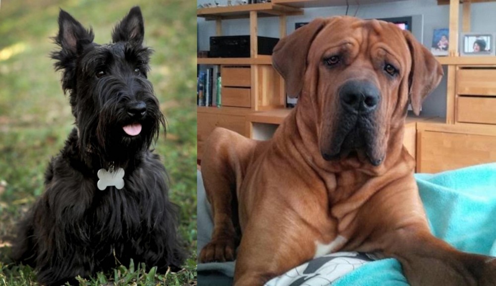 Tosa vs Scoland Terrier - Breed Comparison