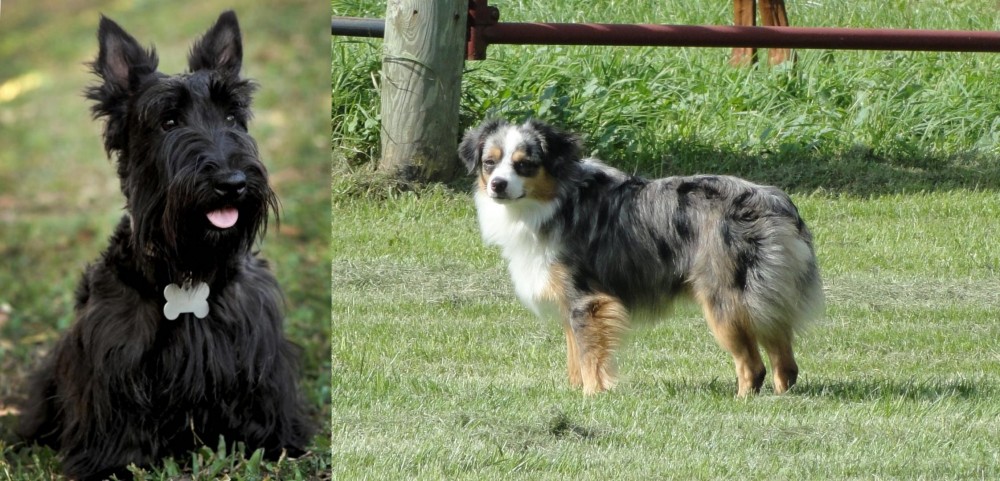 Toy Australian Shepherd vs Scoland Terrier - Breed Comparison