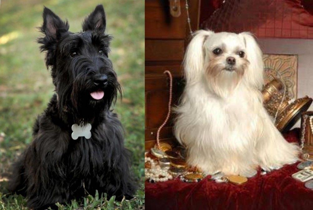 Toy Mi-Ki vs Scoland Terrier - Breed Comparison