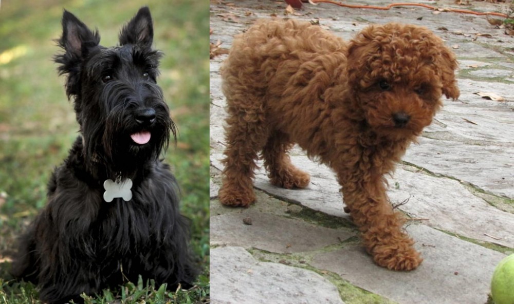 Toy Poodle vs Scoland Terrier - Breed Comparison