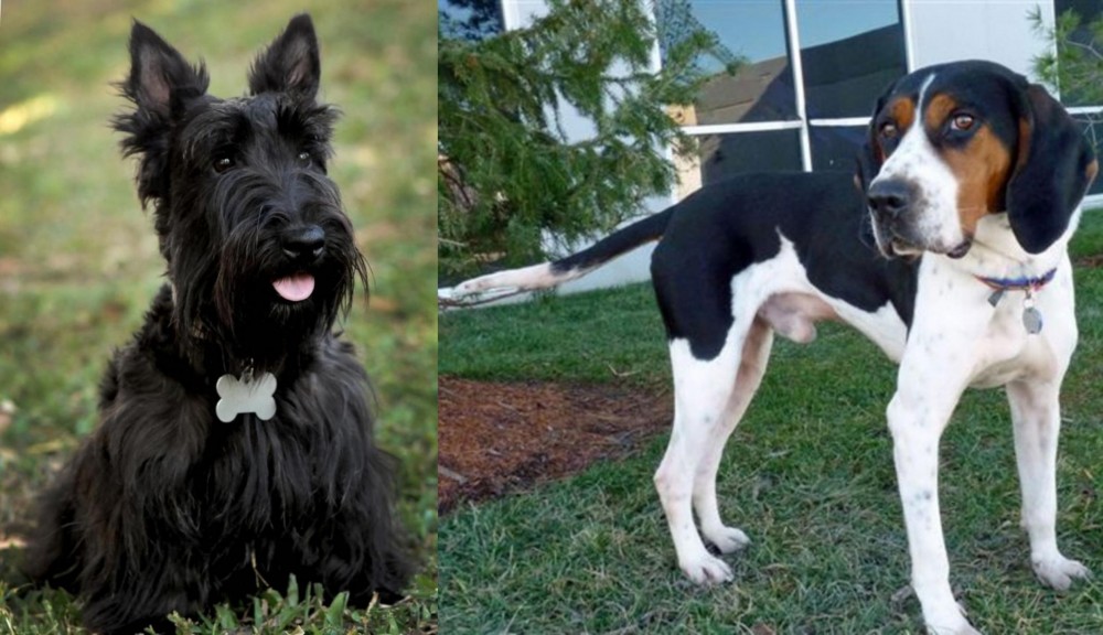Treeing Walker Coonhound vs Scoland Terrier - Breed Comparison