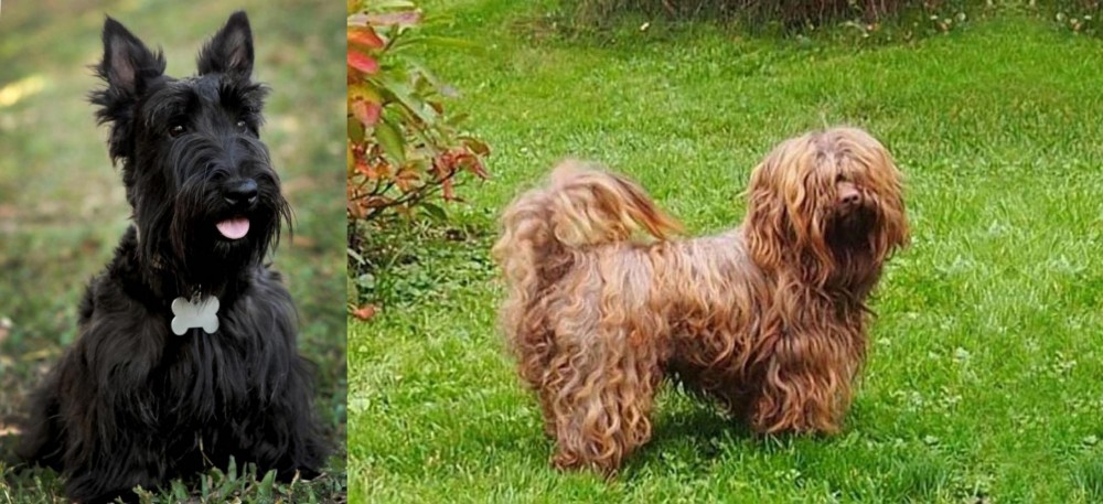 Tsvetnaya Bolonka vs Scoland Terrier - Breed Comparison