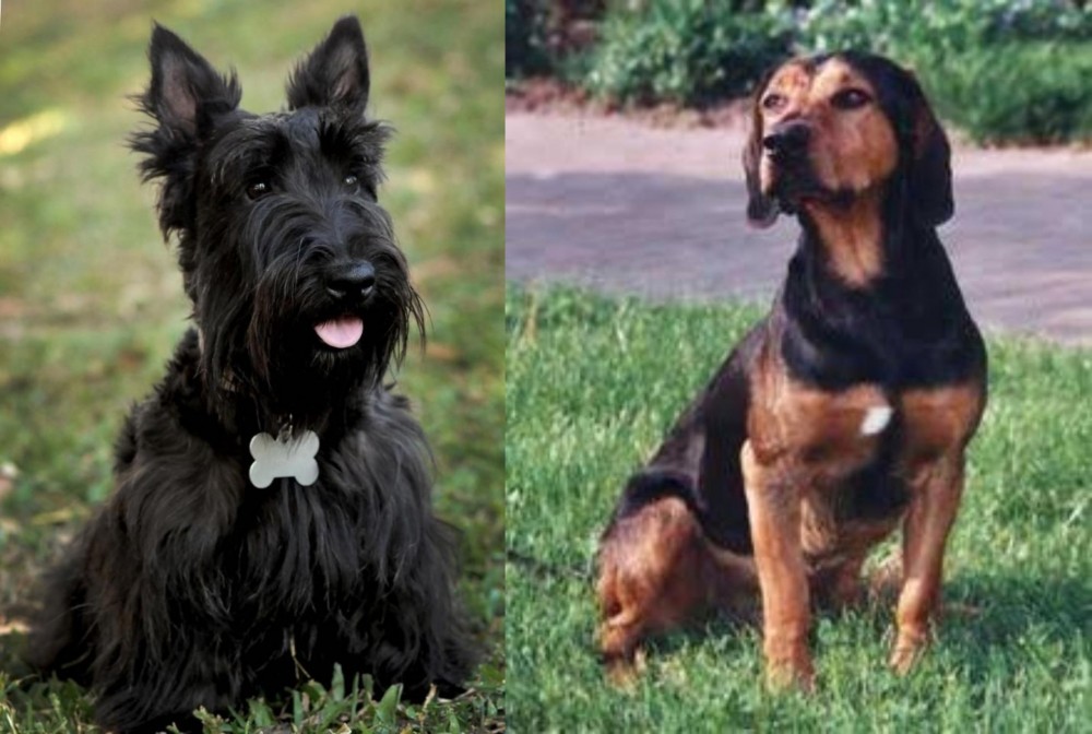 Tyrolean Hound vs Scoland Terrier - Breed Comparison