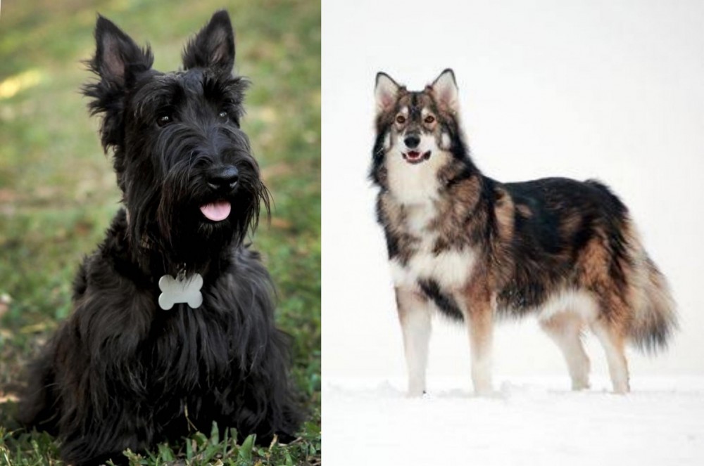 Utonagan vs Scoland Terrier - Breed Comparison
