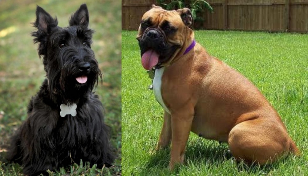Valley Bulldog vs Scoland Terrier - Breed Comparison