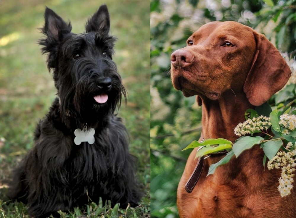 Vizsla vs Scoland Terrier - Breed Comparison