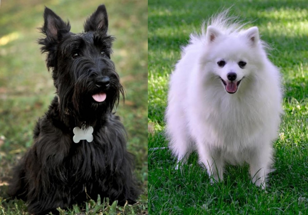Volpino Italiano vs Scoland Terrier - Breed Comparison