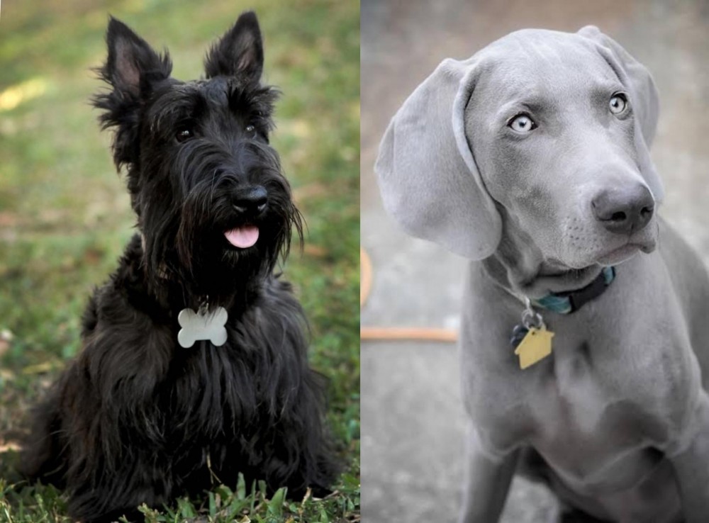 Weimaraner vs Scoland Terrier - Breed Comparison