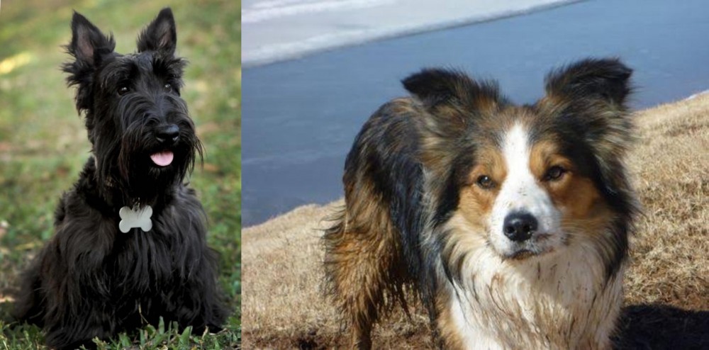 Welsh Sheepdog vs Scoland Terrier - Breed Comparison