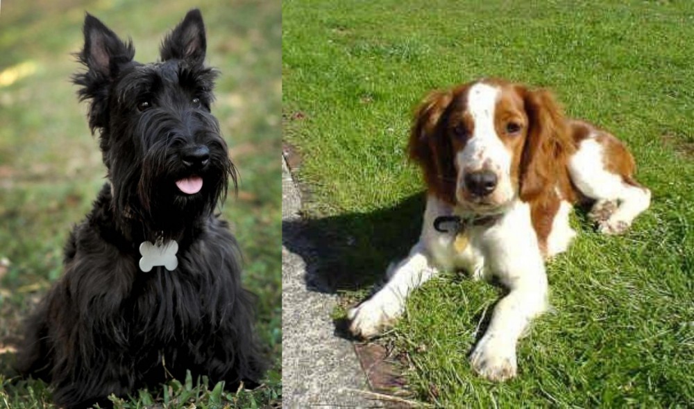 Welsh Springer Spaniel vs Scoland Terrier - Breed Comparison