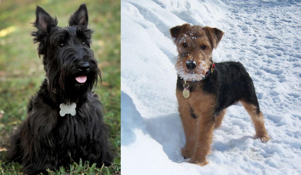 Welsh Terrier vs Scoland Terrier - Breed Comparison