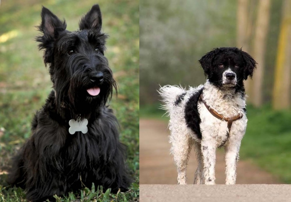 Wetterhoun vs Scoland Terrier - Breed Comparison