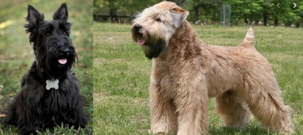 Wheaten Terrier vs Scoland Terrier - Breed Comparison