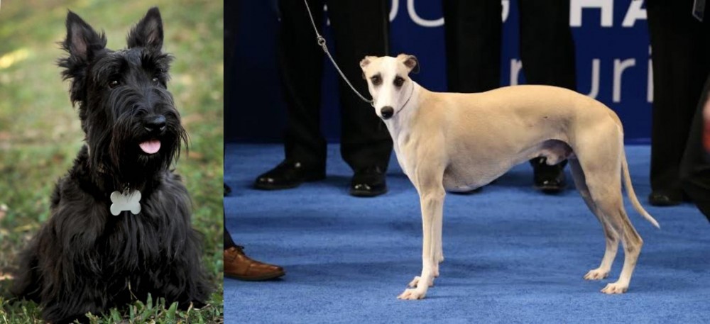 Whippet vs Scoland Terrier - Breed Comparison