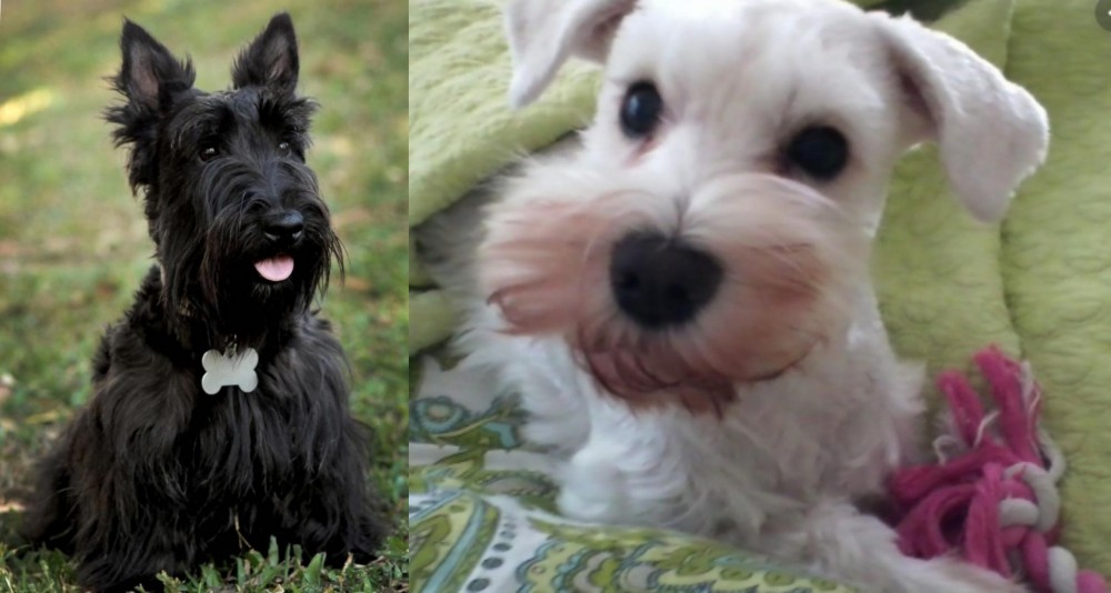 White Schnauzer vs Scoland Terrier - Breed Comparison