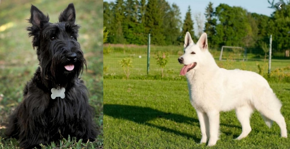 White Shepherd vs Scoland Terrier - Breed Comparison